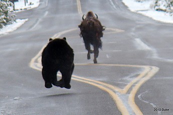 Bear10.jpg