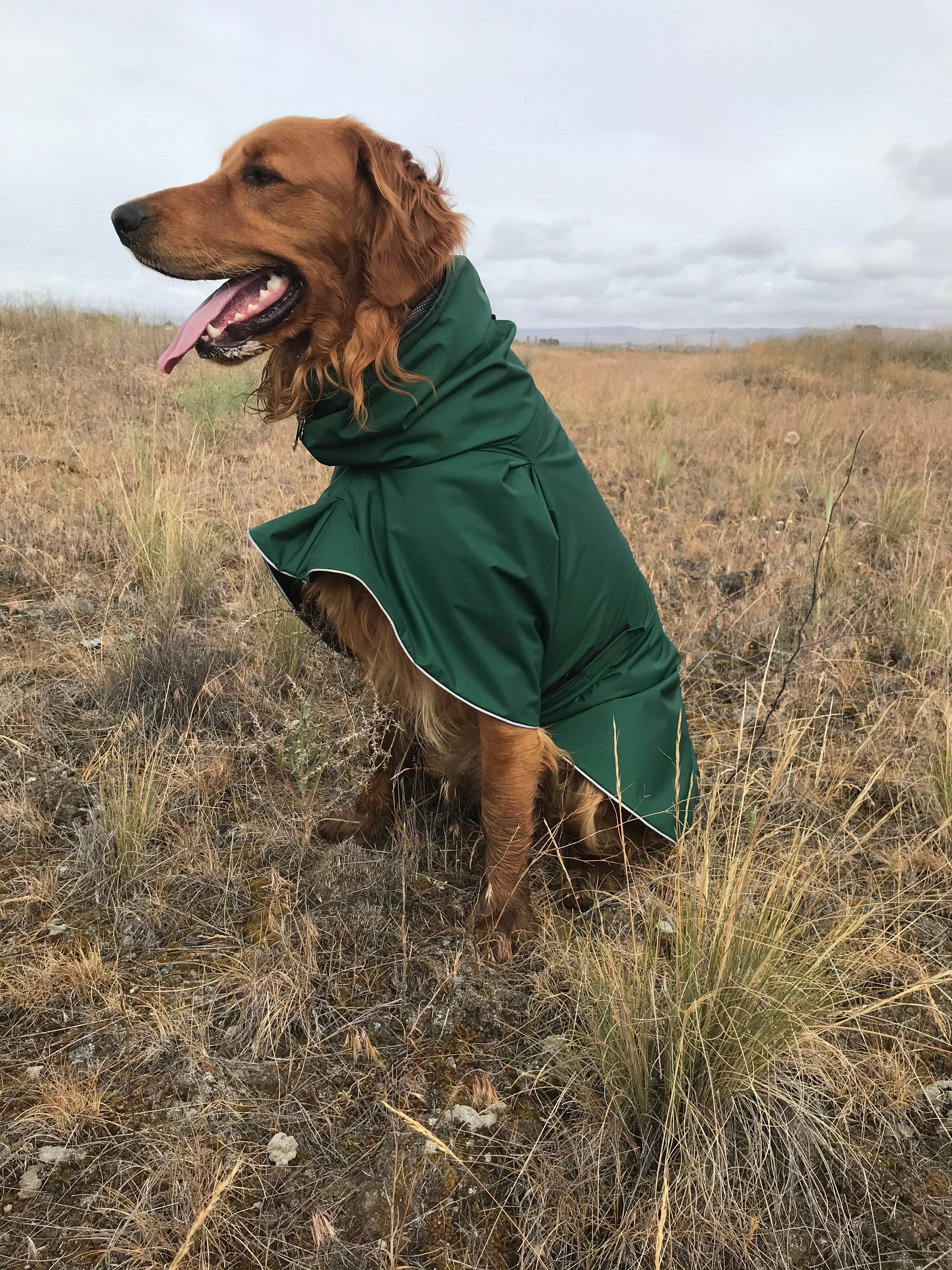 dog rain jacket