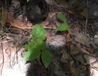 Copperhead-I-almost-stepped-on-2.jpg