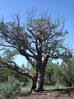 An-old-Alligator-Juniper-tree.jpg