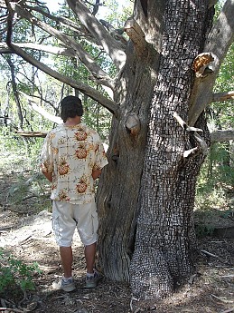 Watering-an-old-Juniper-to-ensure-it-lif
