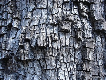 Bark-of-a-Alligator-Juniper-tree.jpg