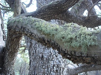 Green-lichen-growing-on-a-long-branch-of