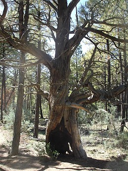 Burnt-out-trunk-of-a-Juniper-but-the-tre