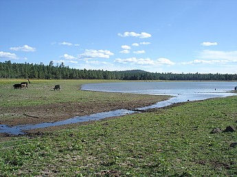 Cattle-and-Pinetop-Lake-near-where-we-ca