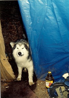 Spirit-Dog-visits-the-Tipi.jpg