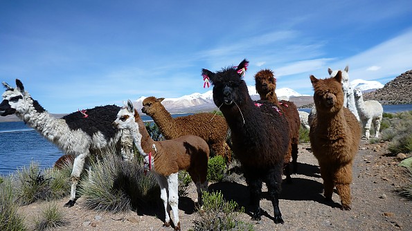 The Perfect Midlayer Fabric? Alpaca Fleece From Appalachian Gear Company  Might Be It