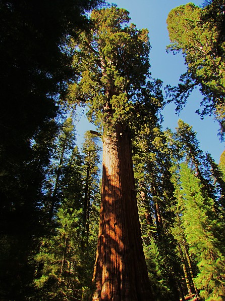 Sequoia National Park - Trailspace