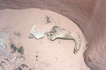 Wood-stump-and-sandstone-in-Red-Hollow.j