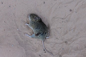 Mouse-along-Red-Hollow.jpg
