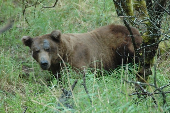 BearAK3.jpg