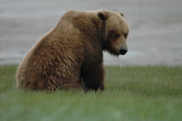 BearAK2.jpg