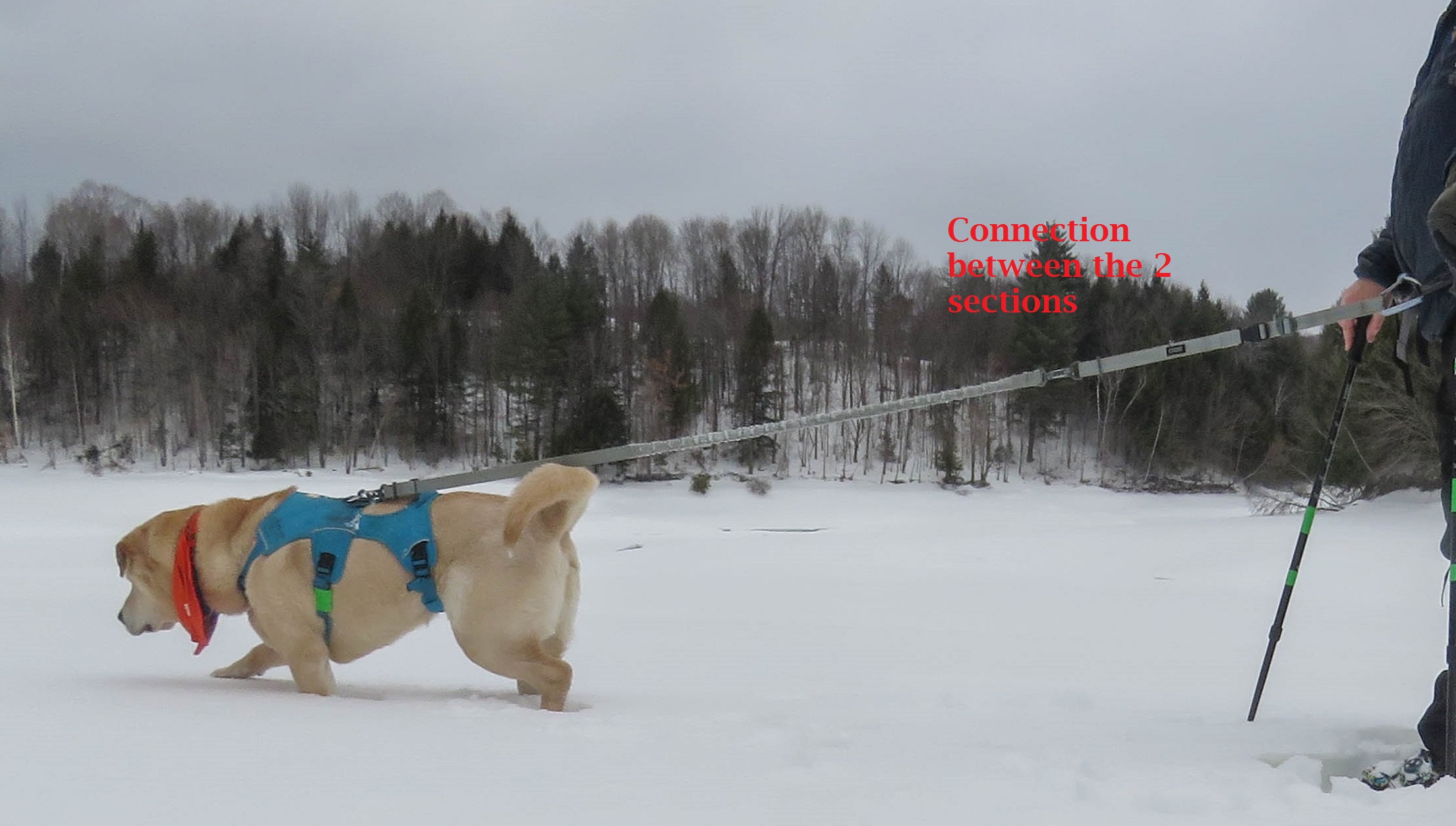 photo: Stunt Puppy Stunt Runner dog leash