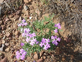 Flowers-in-wilds-near-Taylor-AZ.jpg
