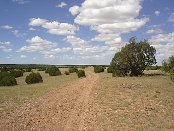 Junipers-and-wilderness-outside-Taylor-A
