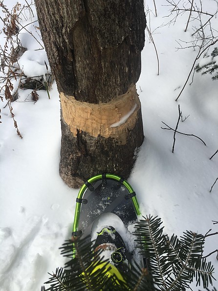 louis garneau blizzard ii snowshoes