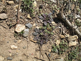 eagle-rock-loop-2-3-2-2-4-005.jpg