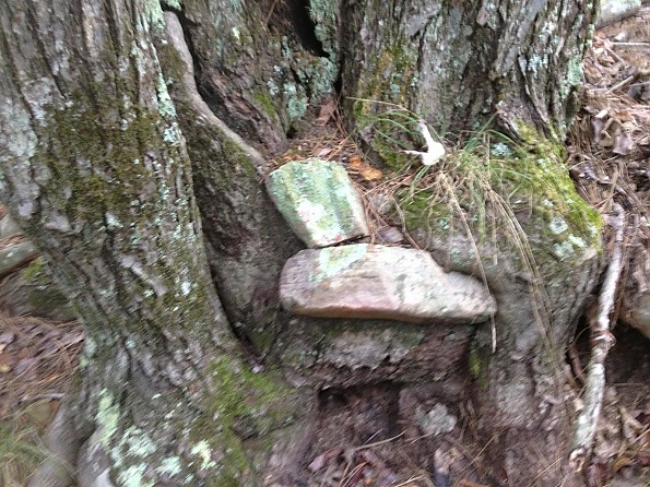 tree.jpg