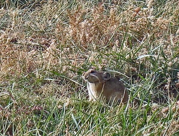 25-Pika.jpg