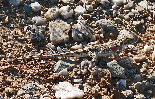 24-lizard.jpg