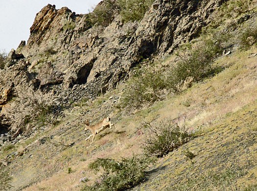 23--Ibex.jpg