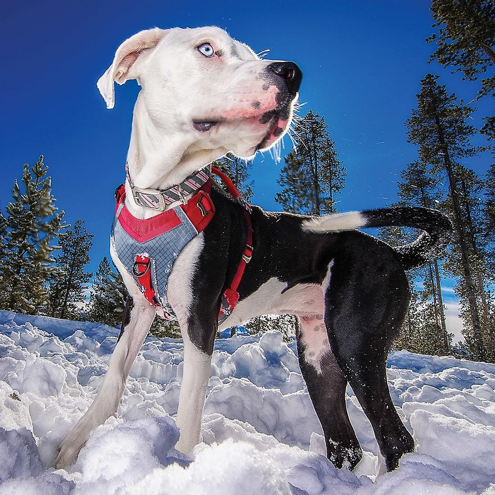 Kurgo Journey Air Harness Reviews Trailspace