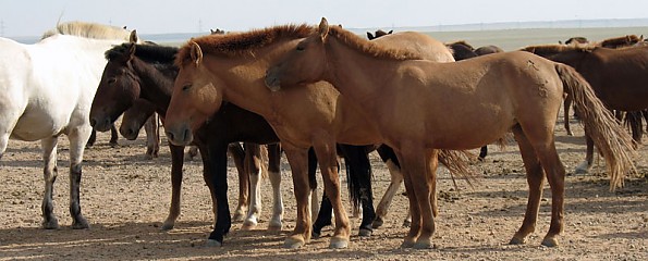 17-Horses.jpg