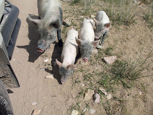 16-pigs.jpg