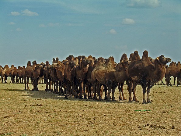 15-Camels.jpg