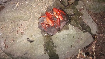 IMG_2181.jpg