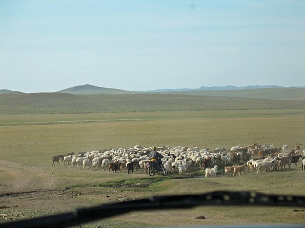 11-Sheep521.jpg