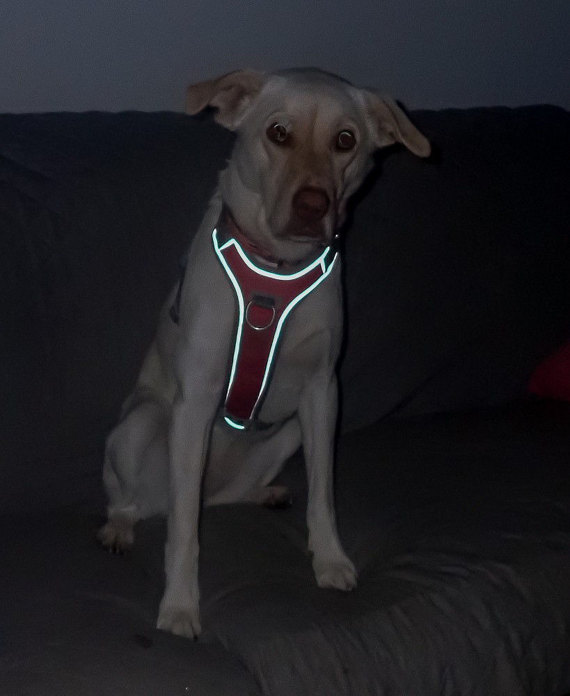 photo: Hurtta Venture No-Pull Harness outdoor gear
