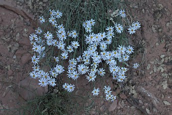 IMG_7381.jpg