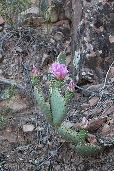 IMG_7389.jpg