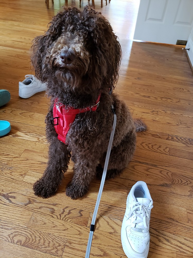 Kurgo Enhanced Strength TruFit Dog Car Harness Reviews Trailspace