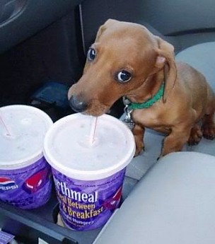 funny_animals_8.jpg