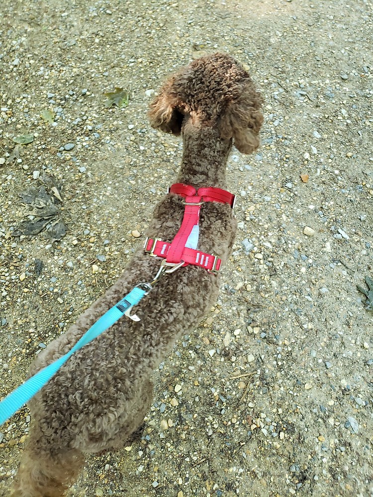 Kurgo Enhanced Strength TruFit Dog Car Harness Reviews Trailspace