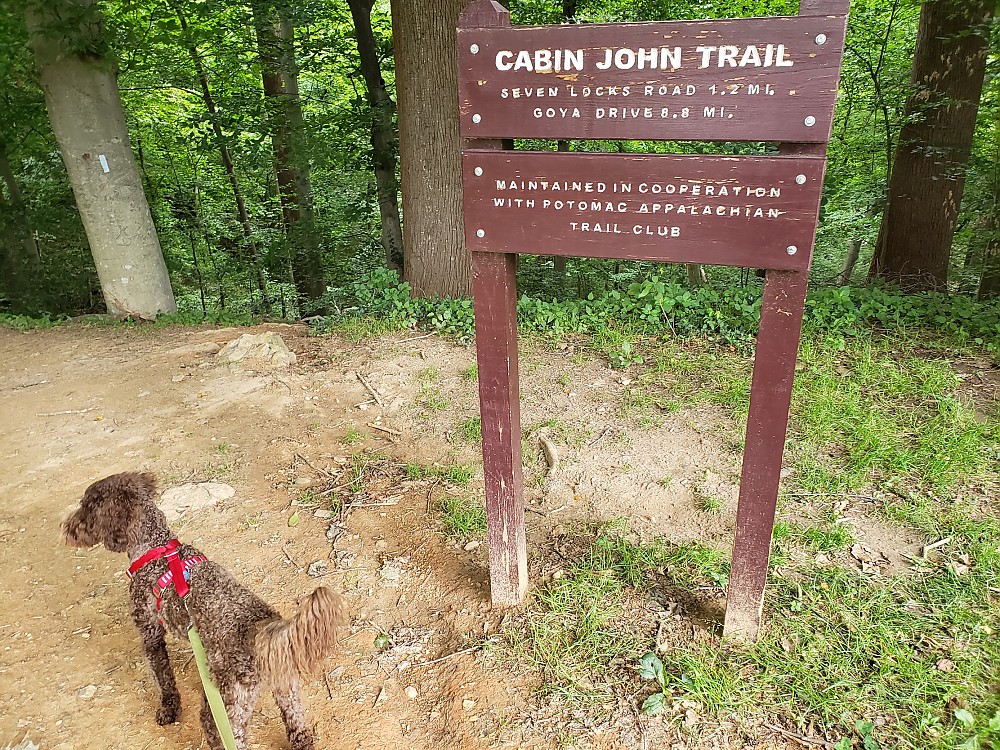 Kurgo Enhanced Strength TruFit Dog Car Harness Reviews Trailspace