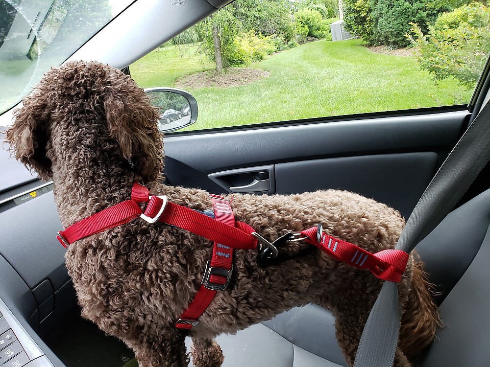 Kurgo Enhanced Strength TruFit Dog Car Harness Reviews Trailspace