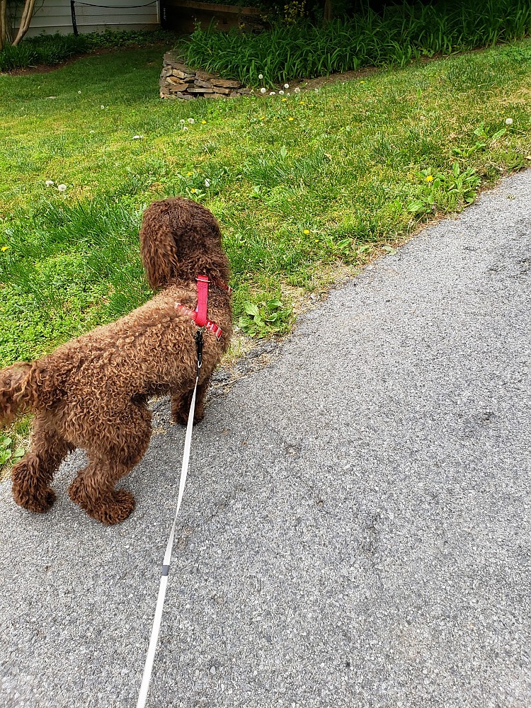 Kurgo Enhanced Strength TruFit Dog Car Harness Reviews Trailspace