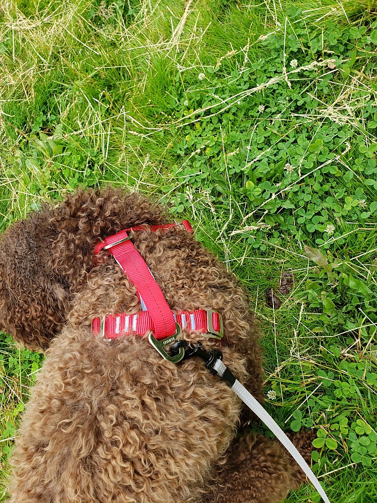 Kurgo Enhanced Strength TruFit Dog Car Harness Reviews Trailspace