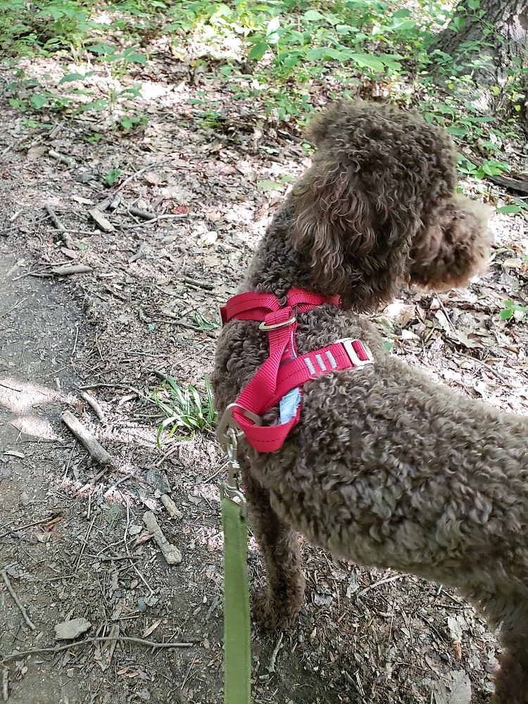 Kurgo Enhanced Strength TruFit Dog Car Harness Reviews Trailspace