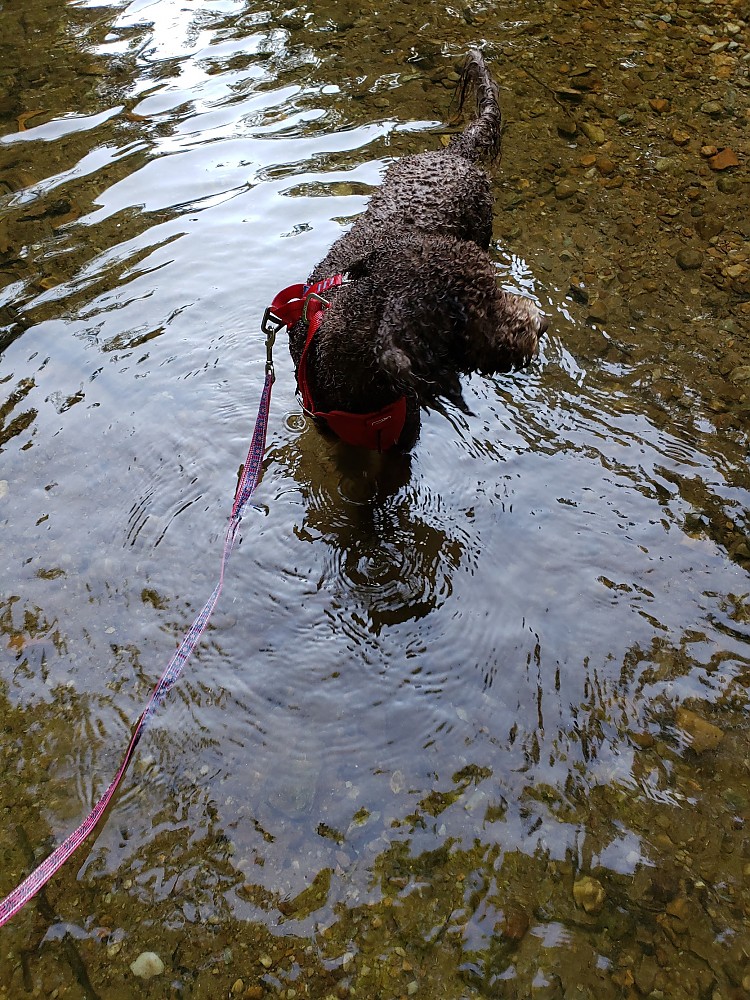 Kurgo Enhanced Strength TruFit Dog Car Harness Reviews Trailspace