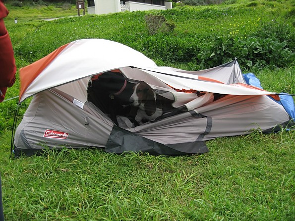 Coleman sundome hotsell tent review