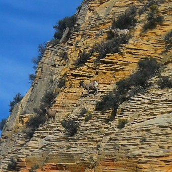 IMG_0838-Desert-Bighorn-Sheep-Rams-and-E