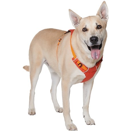photo: Ruffwear Hi & Light Harness dog harness