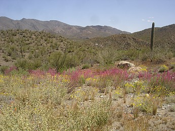 Tucson-to-Flagstaff-bicycle-tour-April-2