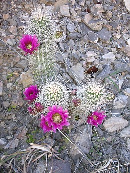 Tucson-to-Flagstaff-bicycle-tour-April-2