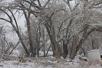 IMG_1534-Cottonwoods-and-irrigation-pipe