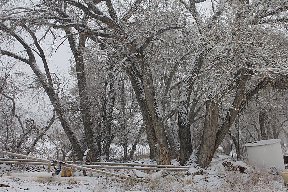 IMG_1534-Cottonwoods-and-irrigation-pipe